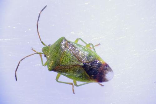 Réf. 178 724 : Elasmostethus interstinctus