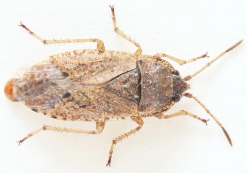 Emblethis denticollis
