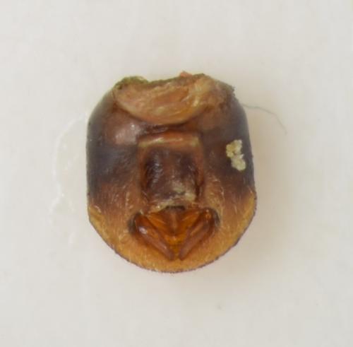 Réf. 178 468 : Emblethis denticollis