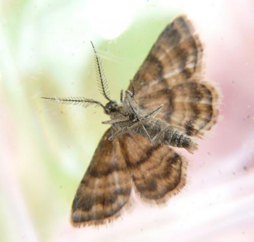 Emmiltis pygmaearia