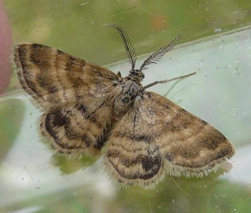 Emmiltis pygmaearia
