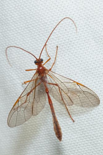 Réf. 178 355 : Enicospilus sp.