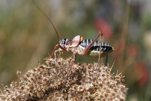 Ephippiger diurnus diurnus