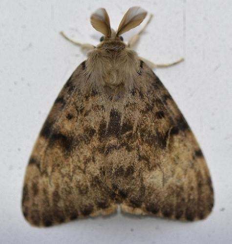 Lymantria dispar