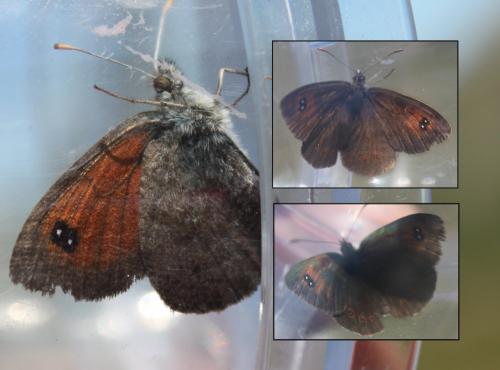 Réf. 178 501 : Erebia cassioides