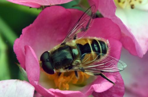 Eristalis arbustorum