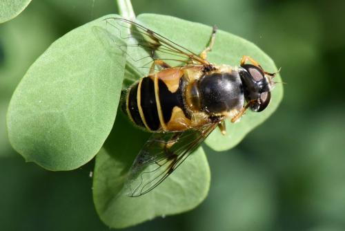 Eristalis horticola