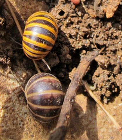 Réf. 178 580 : Glomeris sp.