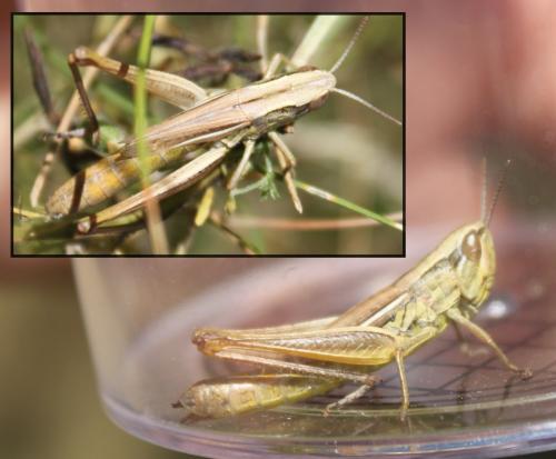 Euchorthippus declivus