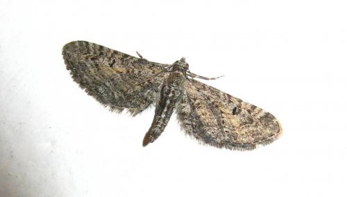 Réf. 178 334 : Eupithecia boryata