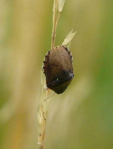 Réf. 178 194 : Eurygaster maura