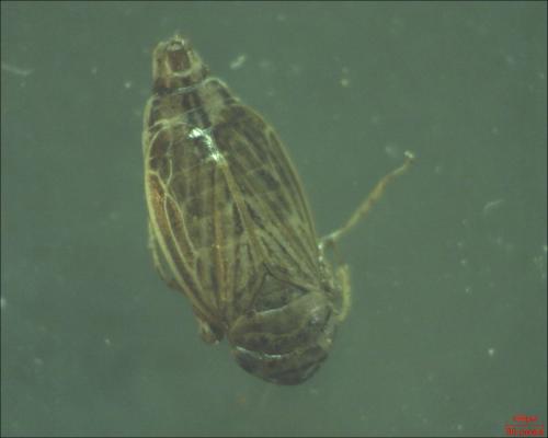Euscelis sp.