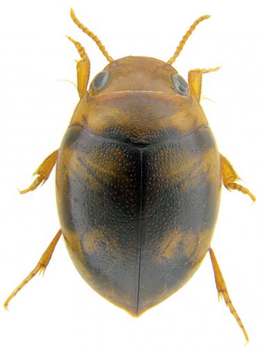 Hydrovatus cuspidatus