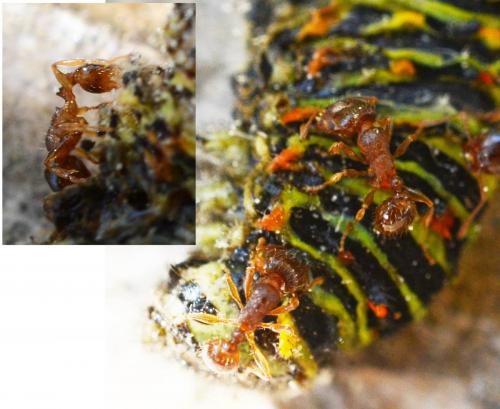 Réf. 178 278 : Tetramorium sp.