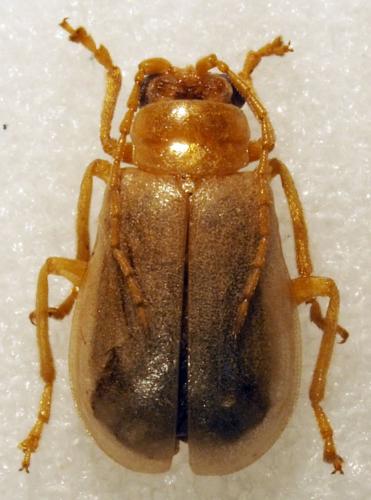 Réf. 178 877 : Galerucinae inconnu