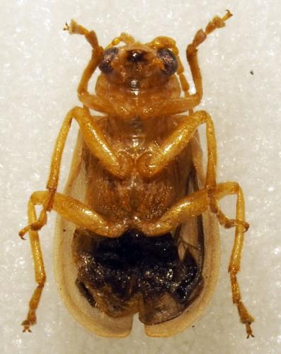 Galerucinae