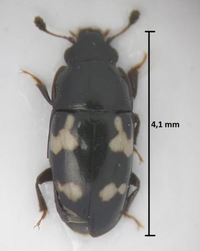Glischrochilus quadriguttatus