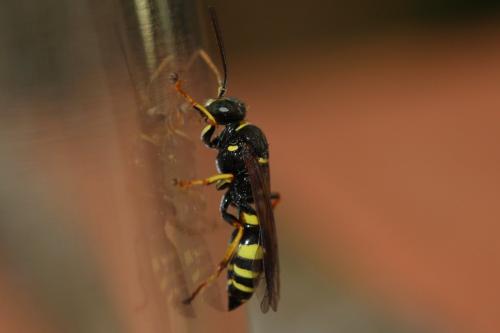 Réf. 178 377 : Gorytes laticinctus