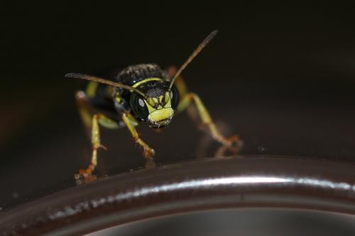 Gorytes laticinctus