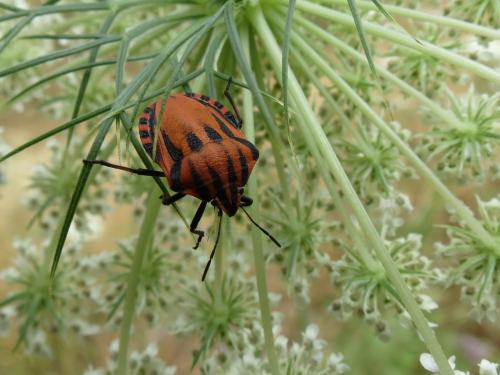 Réf. 178 571 : Graphosoma sp.