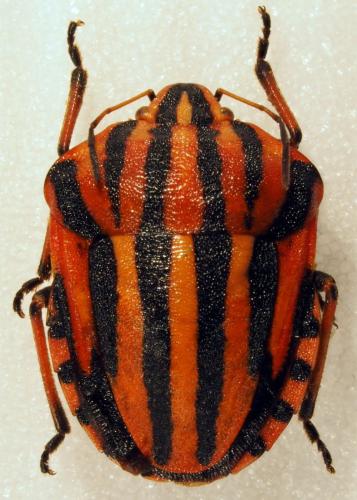 Réf. 178 568 : Graphosoma italicum