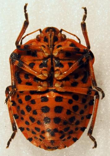Réf. 178 569 : Graphosoma italicum