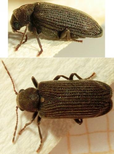 Réf. 178 503 : Grynobius planus