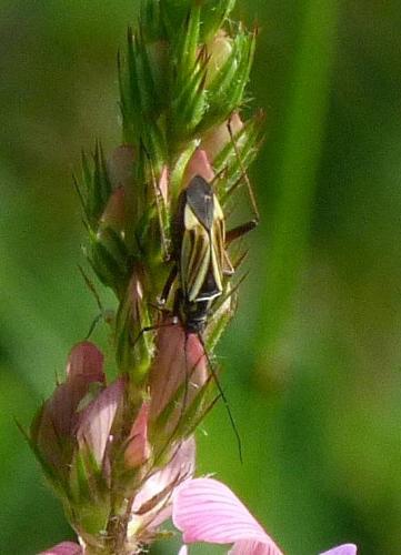 Réf. 178 214 : Hadrodemus m-flavum