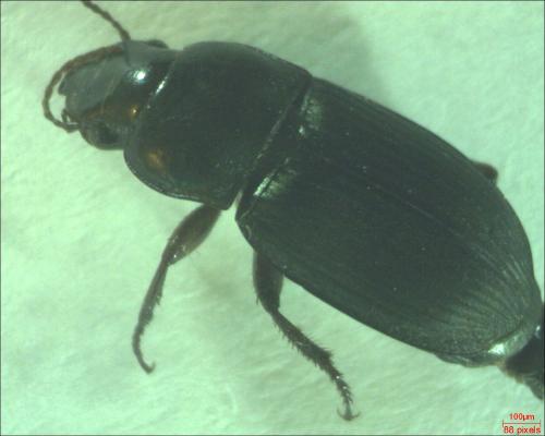Réf. 178 019 : Harpalus latus
