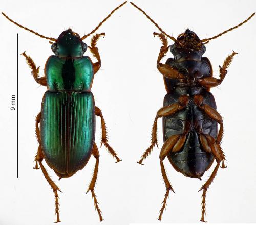 Réf. 178 752 : Harpalus affinis