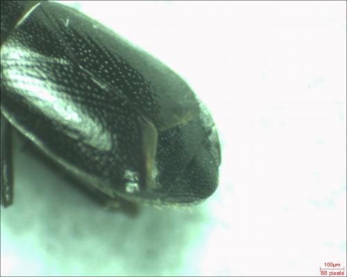 Plinthisus sp.