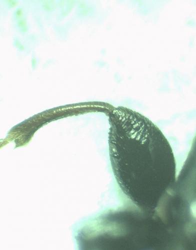Plinthisus sp.