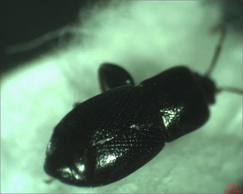 Plinthisus sp.