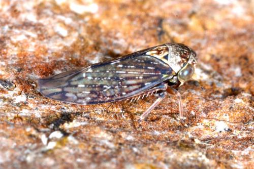 Acericerus ribauti