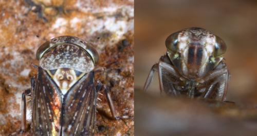 Acericerus ribauti
