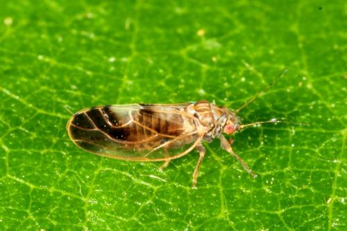 Réf. 178 982 : Cacopsylla fulguralis
