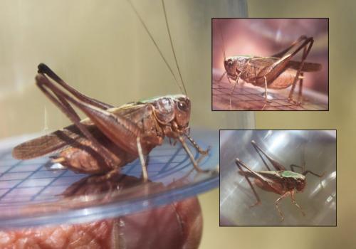 Réf. 178 314 : Platycleis albopunctata