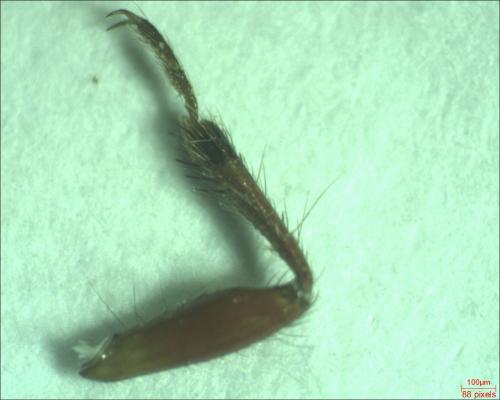 Prostemma guttula