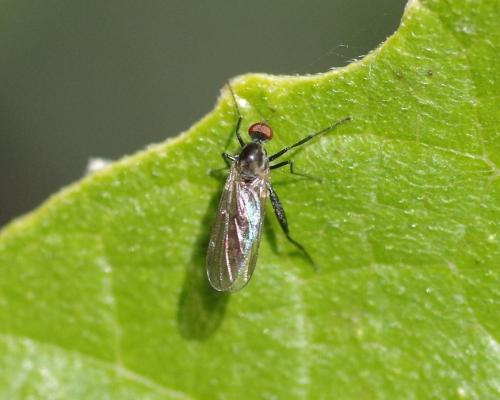 Hybos culiciformis