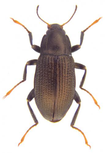 Réf. 178 993 : Limnius muelleri