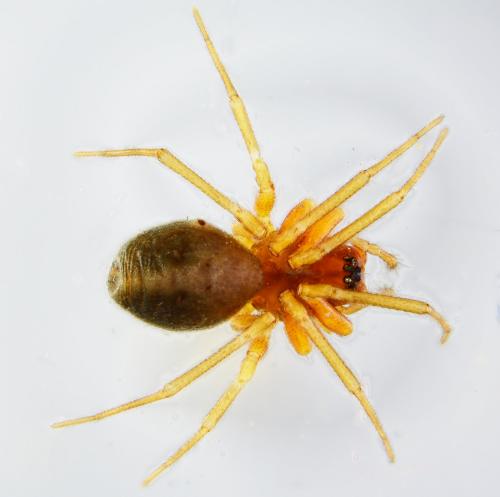 Hylyphantes graminicola