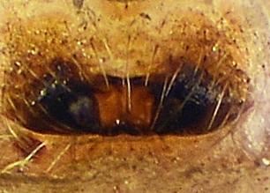 Hylyphantes graminicola