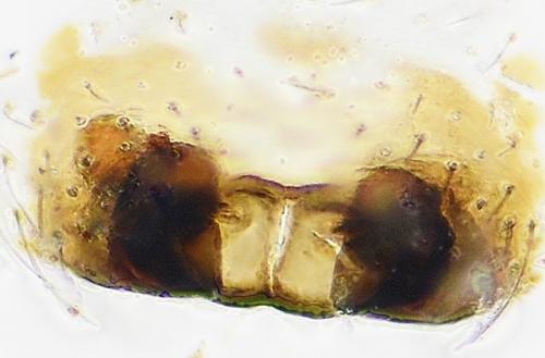 Hylyphantes graminicola