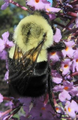 Réf. 178 059 : Bombus sp.