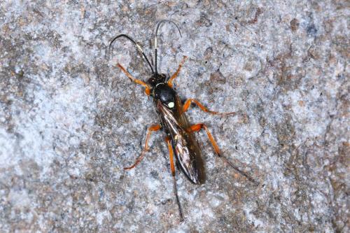 Réf. 178 411 : Diphyus quadripunctorius