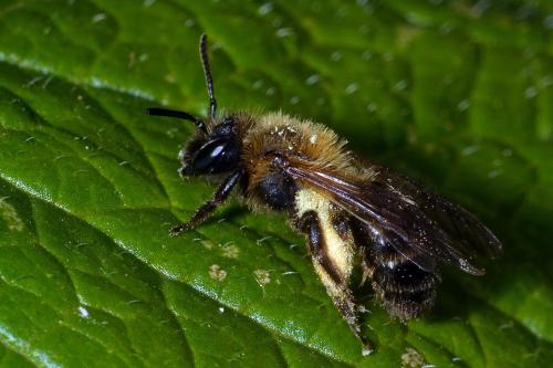Andrena sp.