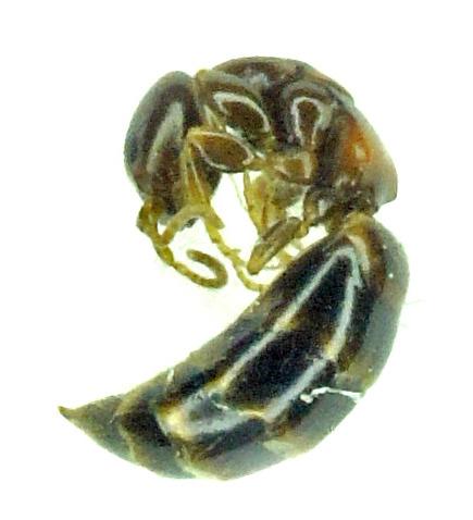 Réf. 178 041 : Sclerodermus sp.