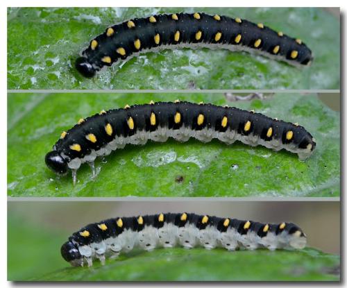 Réf. 178 040 : Tenthredo mandibularis