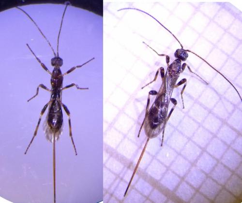 Doryctinae