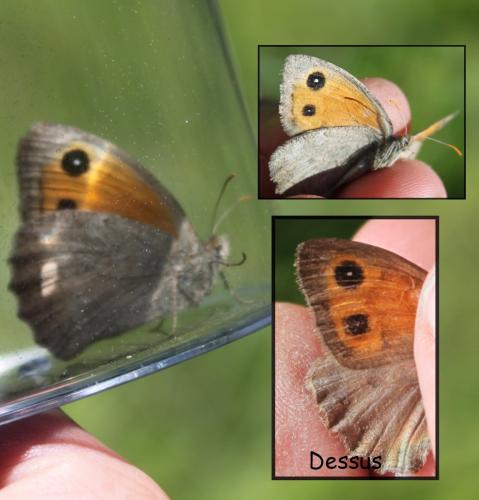 Hyponephele lycaon
